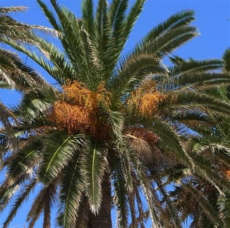 Buy Canary Island Date Palm Seeds - Rarexoticseeds