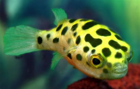 The Ultimate Guide To Freshwater Puffer Fish - FishLab