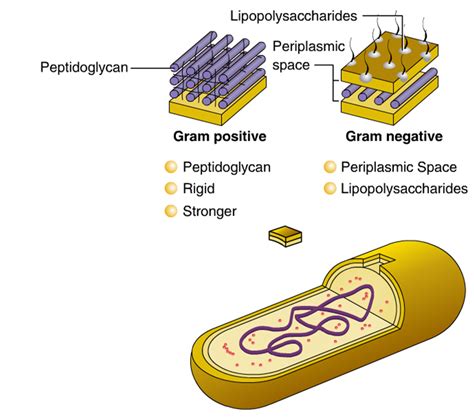 Cellular Structure of Bacteria ~ Zero-Infections