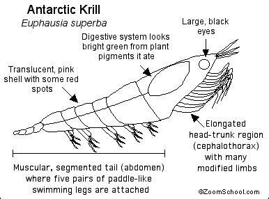 Krill