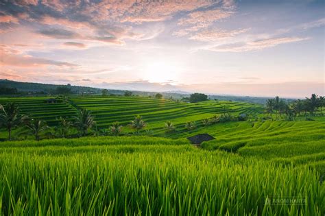 Inilah Foto Pemandangan Sawah Di Bali - Riset