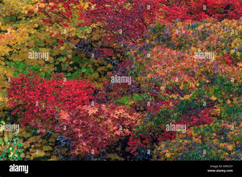 Fall colors Seattle Arboretum. Washington Stock Photo - Alamy