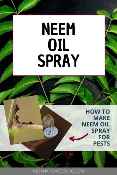 Neem‌ ‌Oil‌ ‌Spray:‌ ‌Make‌ ‌Your‌ ‌Own‌ ‌In‌ ‌2‌ ‌Simple‌ ‌Steps