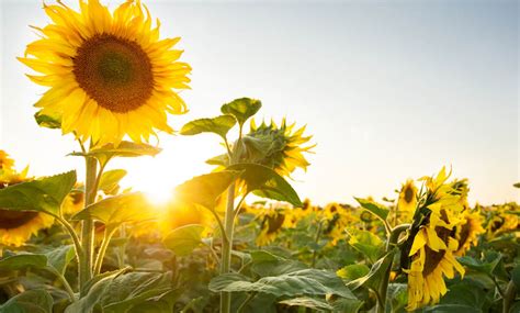 Partes das plantas usadas na alimentação