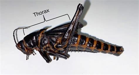 Insect Anatomy – The Thorax – UNBC BIOL 322, Entomology