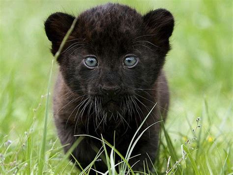 Beautiful Black Panther Images Animal - art-scalawag