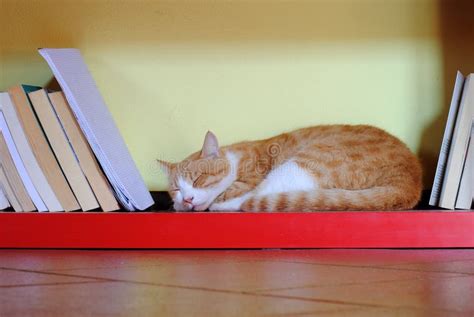 Orange cat sleeping stock photo. Image of sweet, bookcase - 21328122