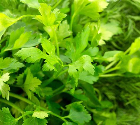 Parsley Companion Plants: 10 Best Plants to Grow With Parsley | UnAssaggio