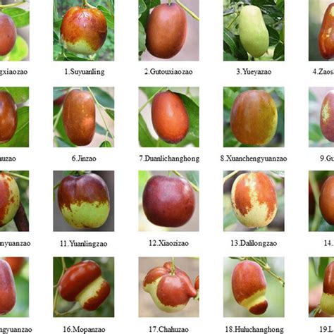 Partial data sample display of 20 jujube varieties | Download Scientific Diagram