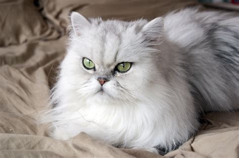 About Persian Cats - Cat Breeds | CatLoversDiary.com