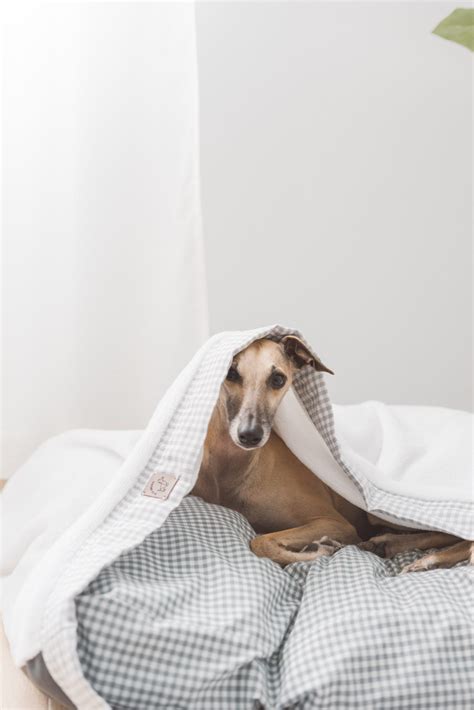 The Best Canopy Dog Beds for Style and Comfort - PuppyLists