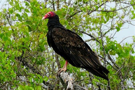 Texas Buzzard - Turkey Vulture Photograph by Marilyn Burton - Pixels