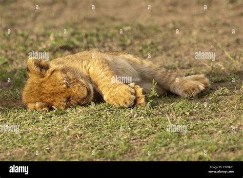 Stock photo of a lion cub sleeping Stock Photo - Alamy