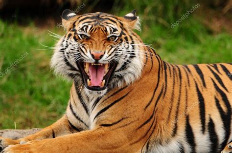 Tigre rugindo — Fotografias de Stock © neelsky #37289893