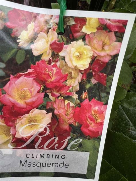 Grafted Advanced Climbing Roses - Neth Plant