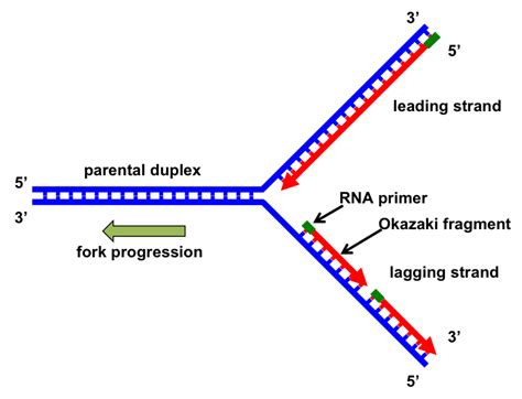 Dna Replication Fork Microscope