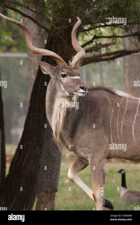 Antelope Antlers Horns Kudu Stock Photo - Alamy