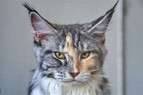 Maine Coon Cat Breed Information & Characteristics