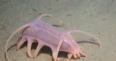 The Creature Feature: 10 Fun Facts About Sea Pigs | WIRED