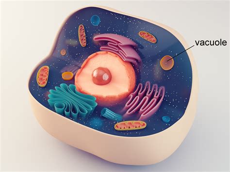 What Is The Definition Of Vacuole In Animal Cell - Printable Templates Protal