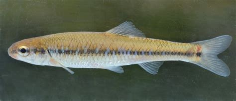 Minnow, Bluntnose uconn fishhead | www.roughfish.com