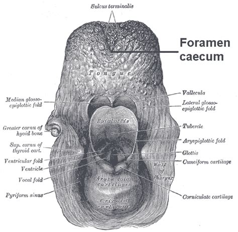 Foramen cecum (tongue) - wikidoc