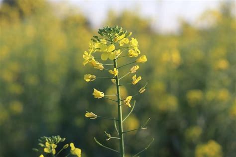 Premium Photo | Canola flowers in the field