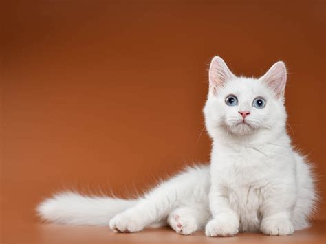 Munchkin Cat Breed Profile: History, Personality & Health | Cat-World