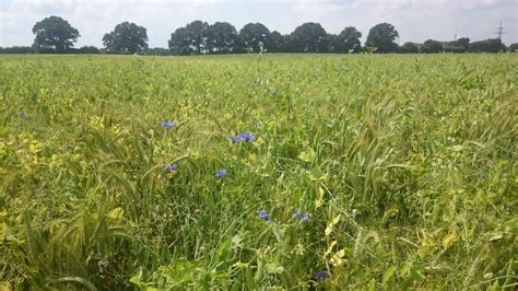 Crop Rotation and Conservation Tillage