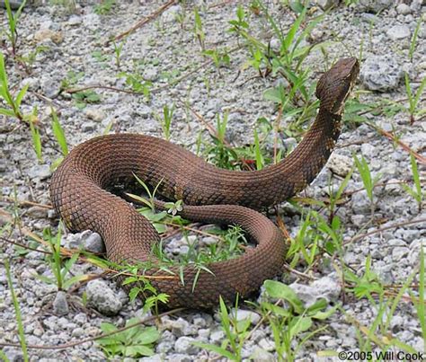 Cottonmouth (Agkistrodon piscivorus)