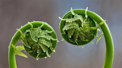 Bing HD Wallpaper Apr 11, 2022: Fiddlehead fern fronds - Bing Wallpaper Gallery