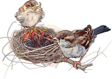 960+ Sparrow Nest Stock Illustrations, Royalty-Free Vector Graphics & Clip Art - iStock