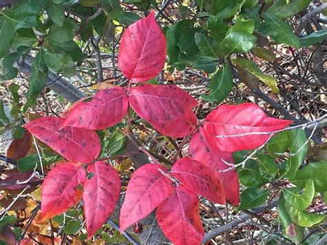 How poison ivy leaves can be enjoyable in the fall ... as long as you don't touch.