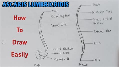 Ascaris Labelled Diagram