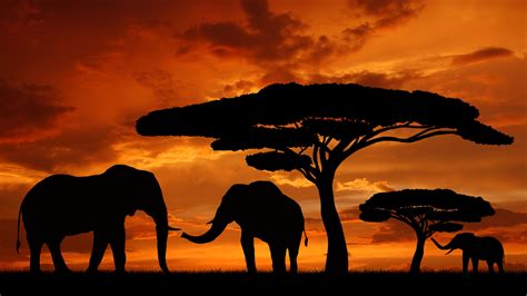 African 4K Sunset Wallpapers (With images) | Elephant silhouette, African sunset, Africa sunset