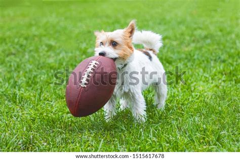 3,214 Dogs Playing Football Stock Photos, Images & Photography | Shutterstock