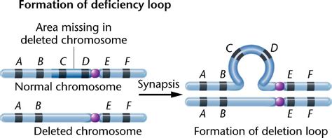 chromosome_deletion-loop.html 08_15c-chromosome_deletion-loop.jpg