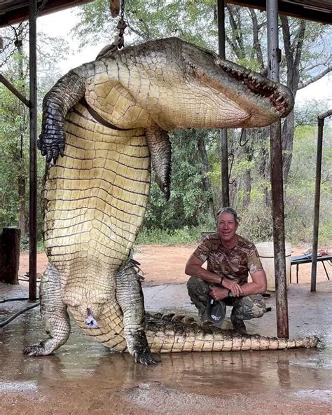 "Gigantic man-eating crocodile, compared to prehistoric dinosaur, meets its end, bringing relief ...