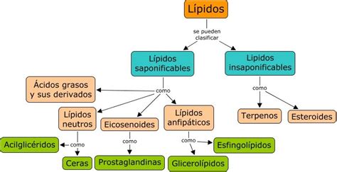 Clasificación de todos los lípidos | Lipidos, Bioquímica, Temas de biologia