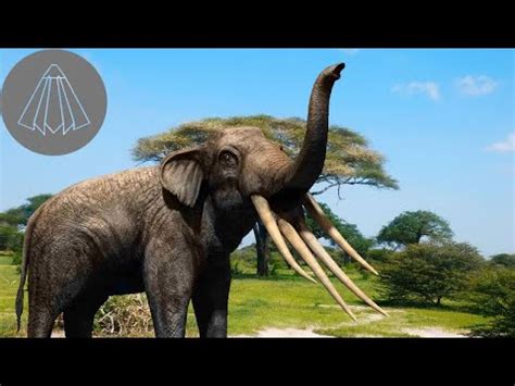 What Happened to the Four Tusked Elephants? - YouTube