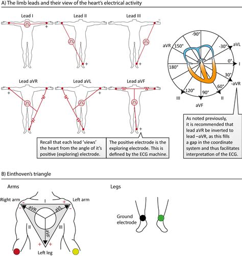 The ECG leads: Electrodes, limb leads, chest (precordial) leads and the ...