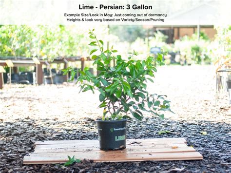 Persian Lime Tree • Just Fruits and Exotics