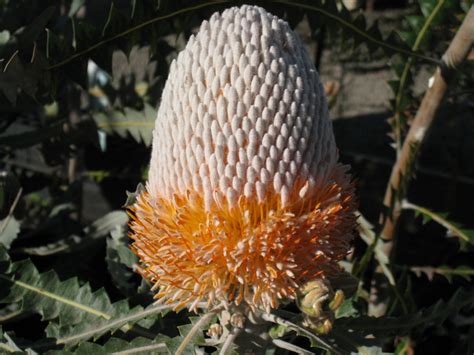 Banksia prionotes – Orange Banksia | Gardening With Angus