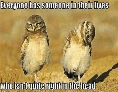 Adorably Sinister Owl Memes Beat Cat Memes Any Day