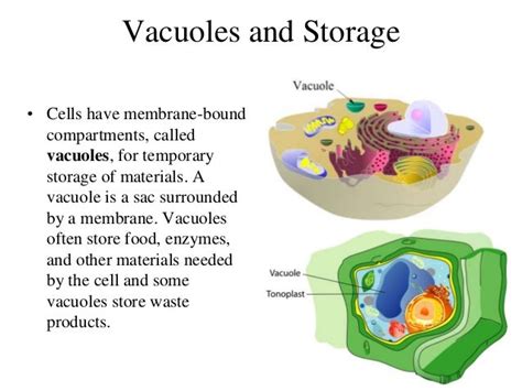 Animal Cell Vacuole Structure And Function / Vacuole: Definition, Structure, Function and Role ...