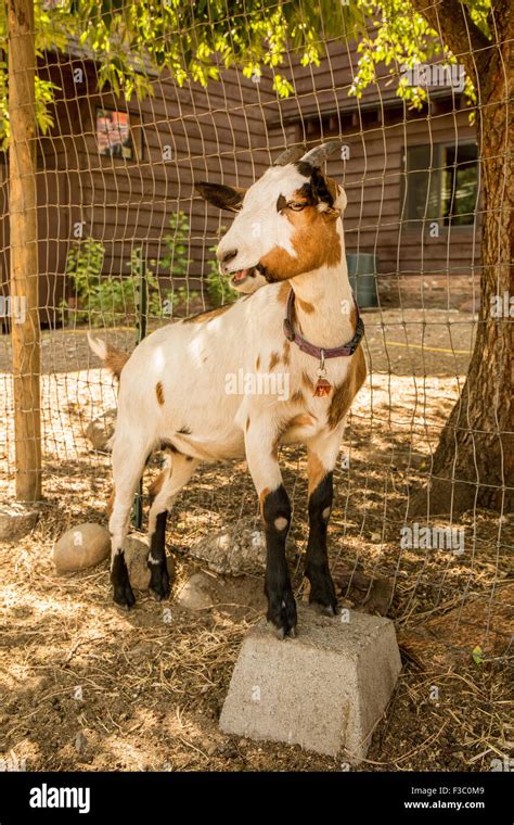 Alpine dairy goat in Leavenworth, Washington, USA. The Alpine is a breed of domestic goat known ...