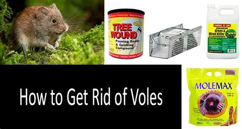 How to get rid of voles: 10 best vole traps, repellents and poisons in 2020