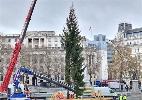 Internet Reacts To Trafalgar Square Christmas Tree Arrival