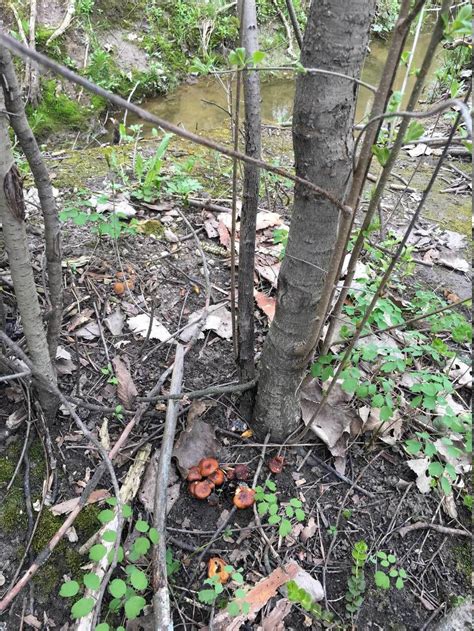 Michigan mushroom - Mushroom Hunting and Identification - Shroomery Message Board