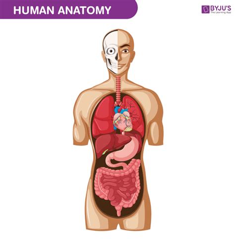 Chapter 1 The Human Body An Orientation Test Answers - SaputraPuri